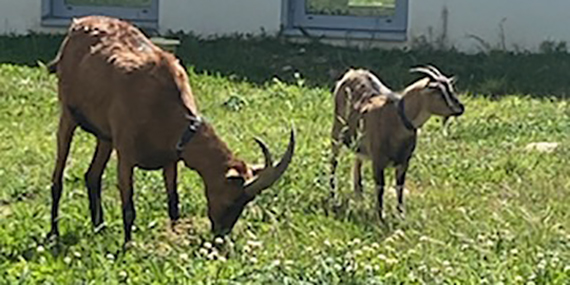 mediation animale ussap patios d'argent