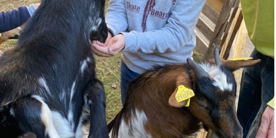 ferme pedagogique hopital de jour enfants limoux