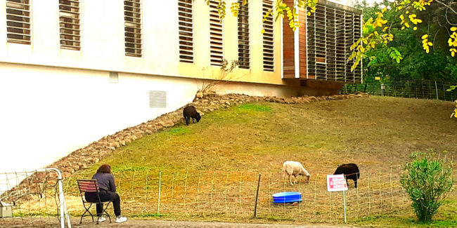 journee-internationale-personnes-handicapees-fam-ussap équithérapie ussap foyer d'accueil médicalisé rennes les bains